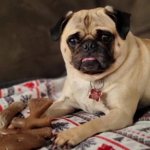 Meet your Posher, Pudge The Pug - Picture 9 of 12